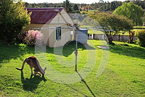 Kangaroo grazing in yard at Hill End