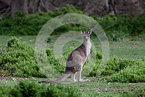 Kangaroo in green bush land photo