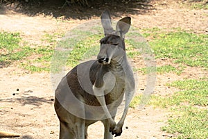 Kangaroo guarding in passive position photo