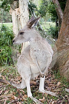 A kangaroo by a gumtree at Australia Zoo