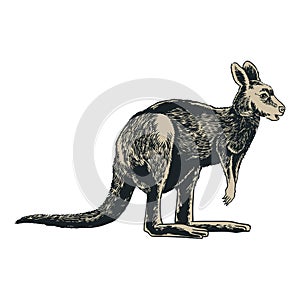 Kangaroo hand drawn in vintage engraving style. Animals of Australia series. Vector illustration art for logo, t-shirt design,