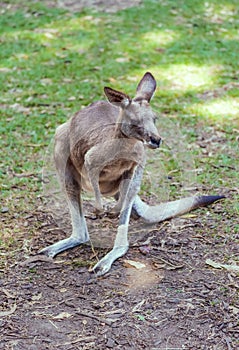 Kangaroo in the HARTLEY’S CROCODILE ADVENTURES