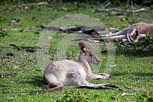 Kangaroo having a rest in a grassy area of bush land photo