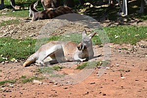 The kangaroo heats in the sun. Macropus rufus