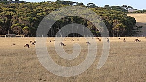 Kangaroo herd at sunset