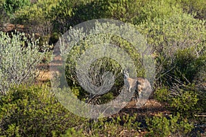 A kangaroo hiding in bushland in South Australia