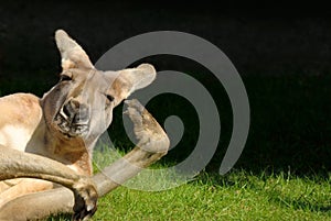 Kangaroo in hilarious posture