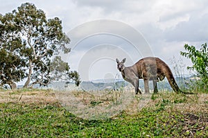 Kangaroo on the Hill