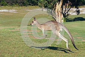 Kangaroo Hopping