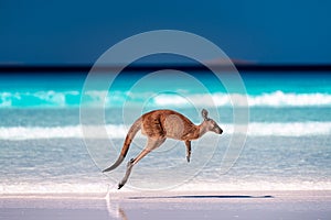 Kangaroo hopping / jumping mid air on sand near the surf on the beach at Lucky Bay, Cape Le Grand National Park, Esperance,