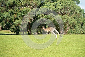 Kangaroo hopping in a park