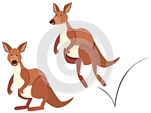 Kangaroo hopping on white background