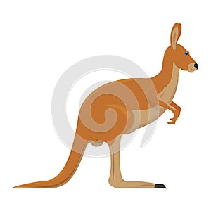 Kangaroo illustration isolated on a white background
