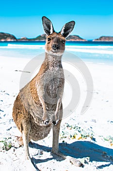 Kangaroo on an immaculate white sand beach