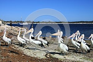 Kangaroo Island, Australia