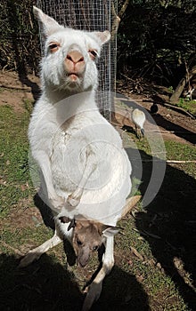 Australia - Canguro con cucciolo photo