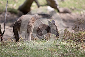 the kangaroo-Island Kangaroo joey eating grass