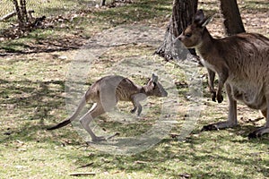 the kangaroo-Island Kangaroo joey ihopping to its mother