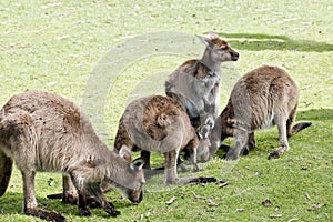 Kangaroo-Island kangaroos
