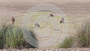 Kangaroo Island Kangaroos eating