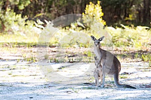 Kangaroo and joey