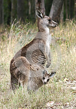 Kangaroo and Joey