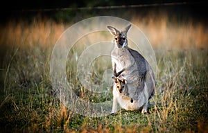 Kangaroo and Joey photo