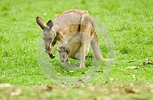 Kangaroo and joey