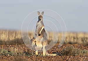 Kangaroo with joey