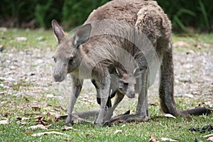 Kangaroo and joey