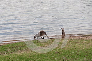 Kangaroo with joey on alert drinking water