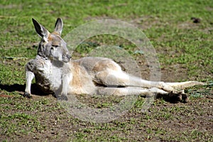 Kangaroo Joey, Australia