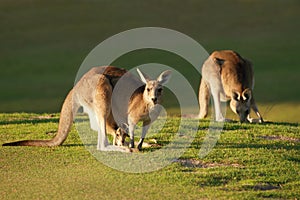 Kangaroo and joey photo