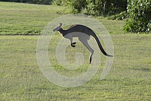 Kangaroo jumping along the green field