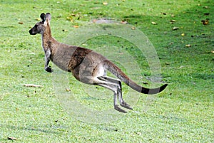 Kangaroo jumping away. photo