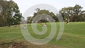 Kangaroo jumping on golf course