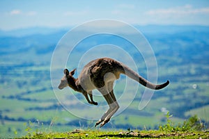 a kangaroo is jumping on the ground