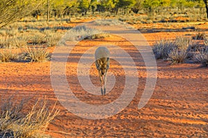 Kangaroo jumping sunset