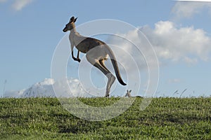 Kangaroo jumps against blue sky