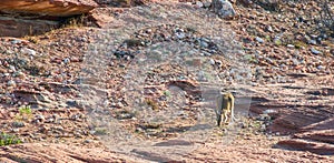 Kangaroo in Kalbarri