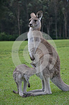 Kangaroo