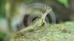 Kangaroo lizard Otocryptis wiegmanni AKA Wiegmann`s agama
