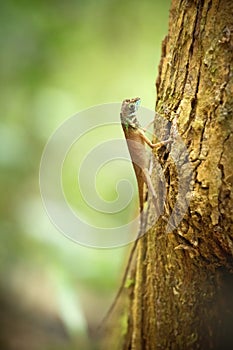 Kangaroo lizard sitting on a trunk