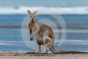 Kangaroo Looking at Camera on the Beach at Cape Hillsborough, Queensland, Australia