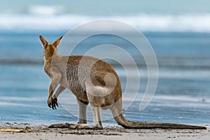 Kangaroo looking at Ocean on the Beach at Cape Hillsborough, Queensland, Australia