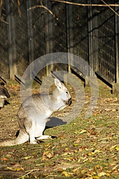 Kangaroo