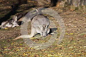 Kangaroo