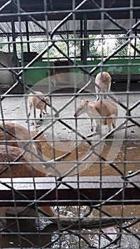 kangaroo love being seen by zoo visitors in solo central java indonesia