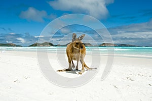 Kangaroo on Lucky Bay