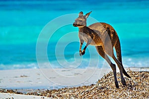 Kangaroo at Lucky Bay